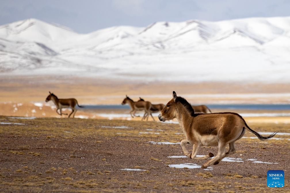 In pics: wild animals at Changtang National Nature Reserve in SW China's Xizang