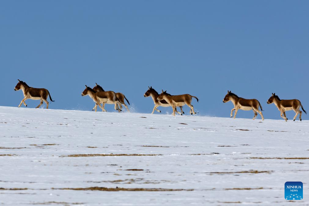 In pics: wild animals at Changtang National Nature Reserve in SW China's Xizang