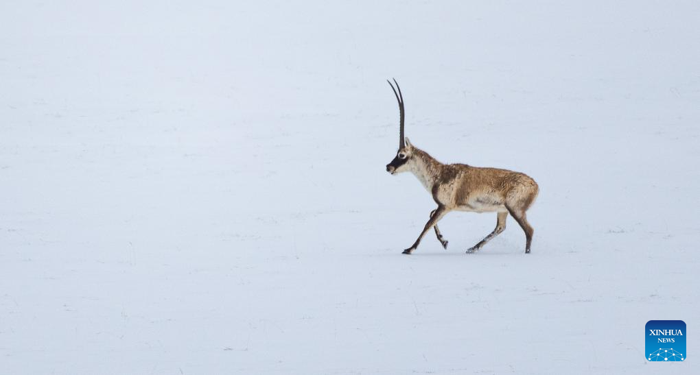 In pics: wild animals at Changtang National Nature Reserve in SW China's Xizang