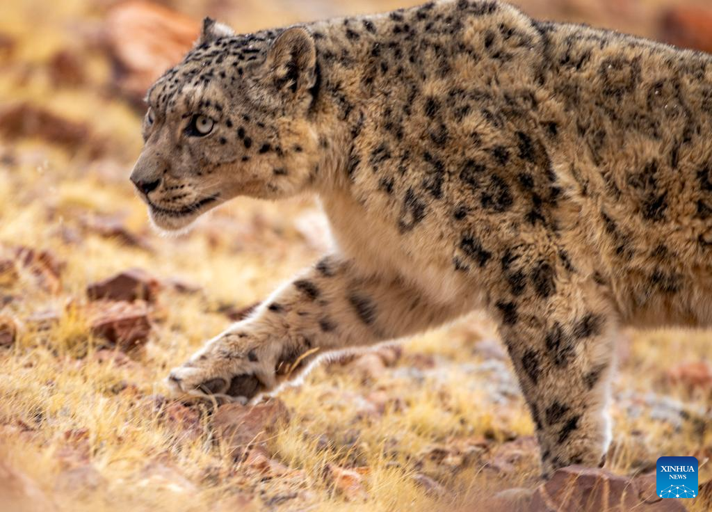 In pics: wild animals at Changtang National Nature Reserve in SW China's Xizang