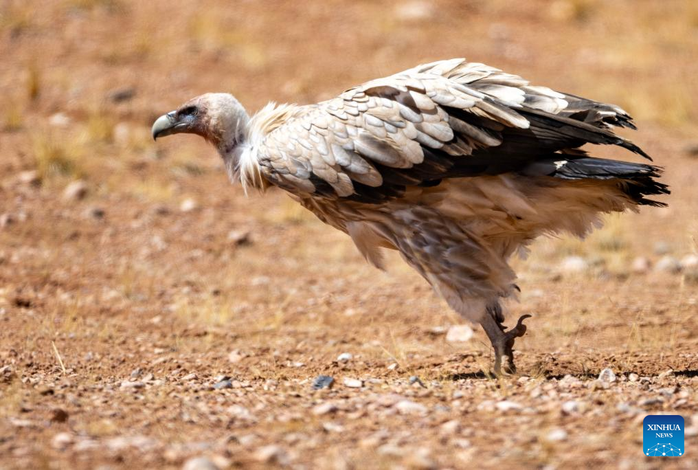 In pics: wild animals at Changtang National Nature Reserve in SW China's Xizang