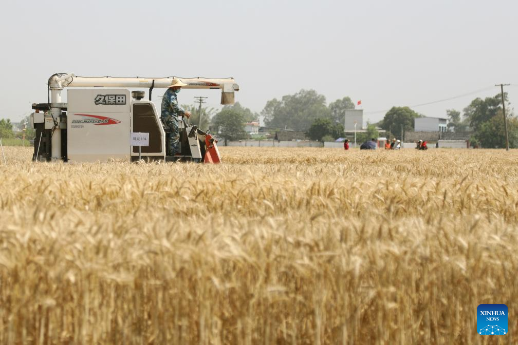 In pics: wheats harvested in Sichuan