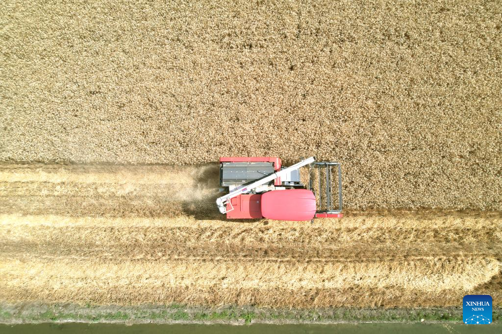 In pics: wheats harvested in Sichuan