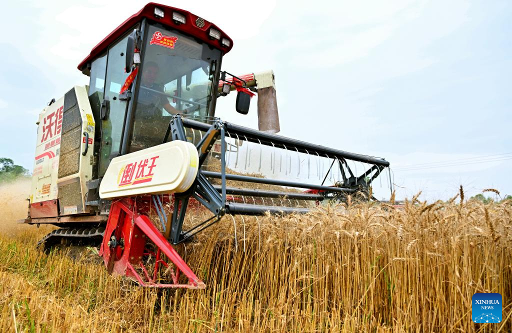 In pics: wheats harvested in Sichuan