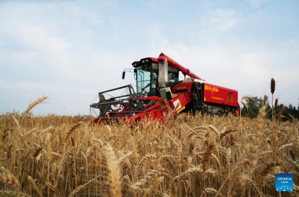 In pics: wheats harvested in Sichuan