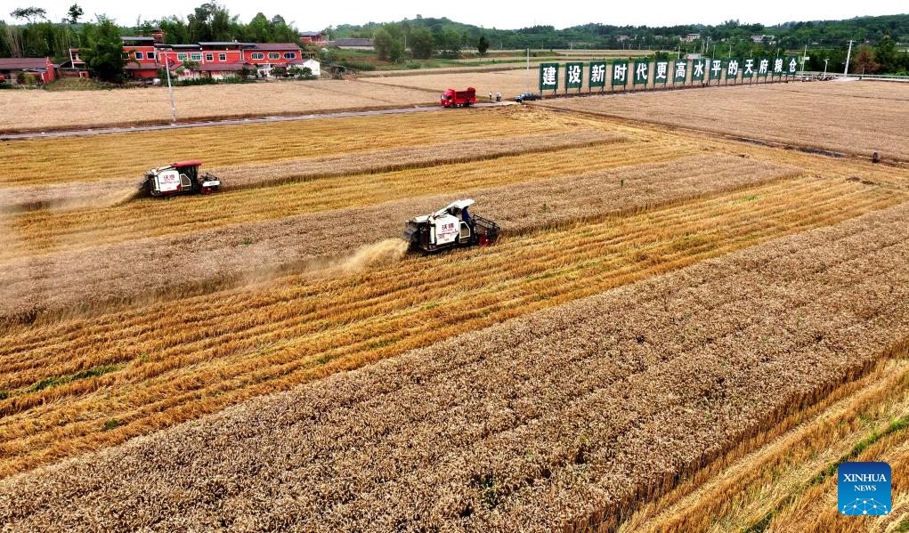 In pics: wheats harvested in Sichuan