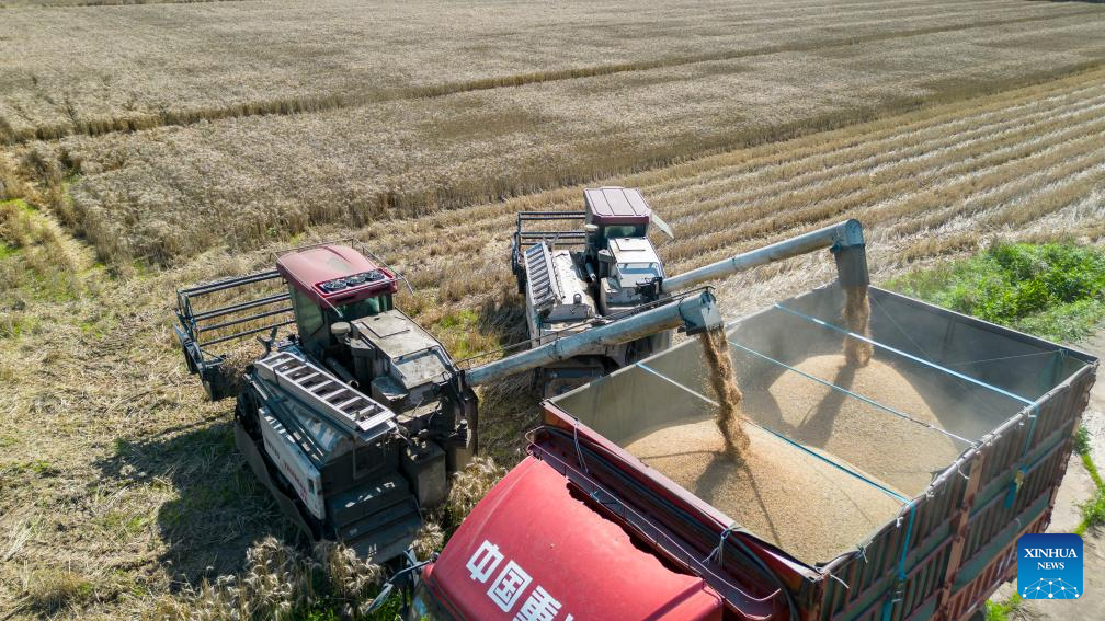 In pics: wheats harvested in Sichuan