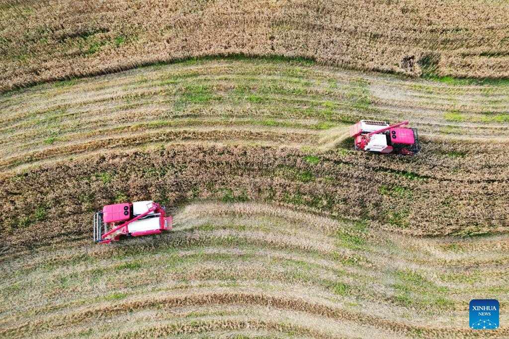 In pics: wheats harvested in Sichuan