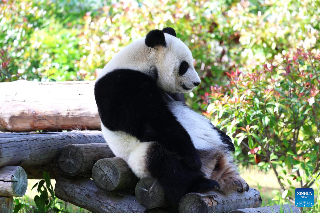 In pics: giant pandas at Tangshan Ziqing Lake wildlife zoo in Nanjing