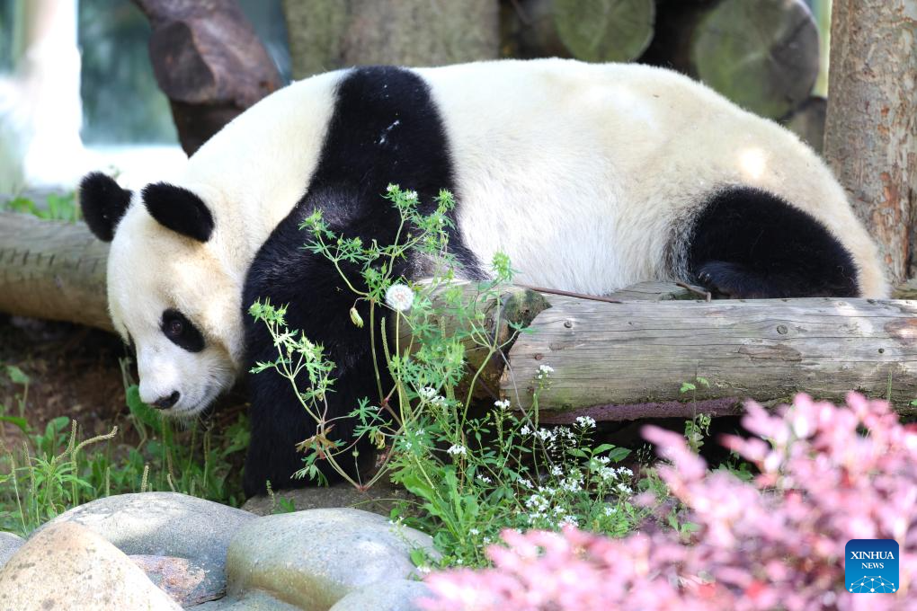 In pics: giant pandas at Tangshan Ziqing Lake wildlife zoo in Nanjing