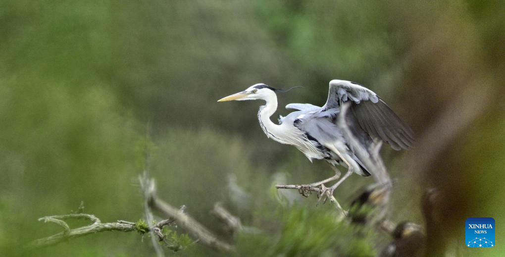 Local authorities take measures to create good habitat for birds in Beijing