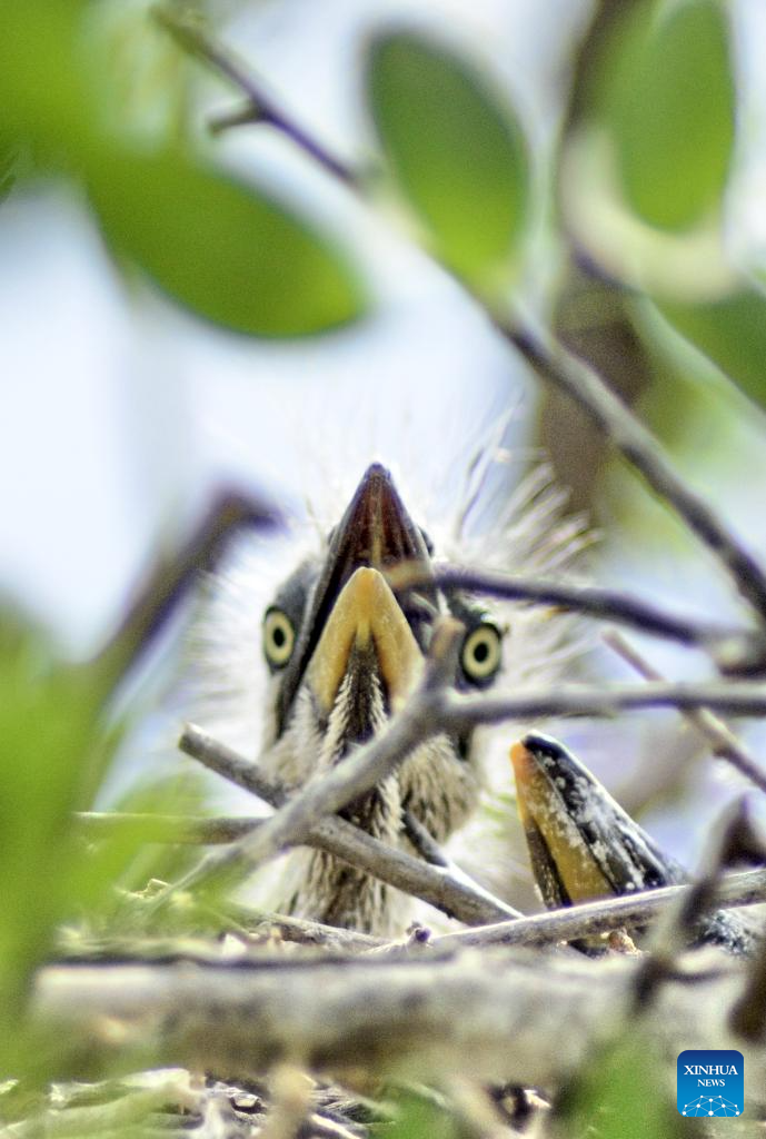 Local authorities take measures to create good habitat for birds in Beijing