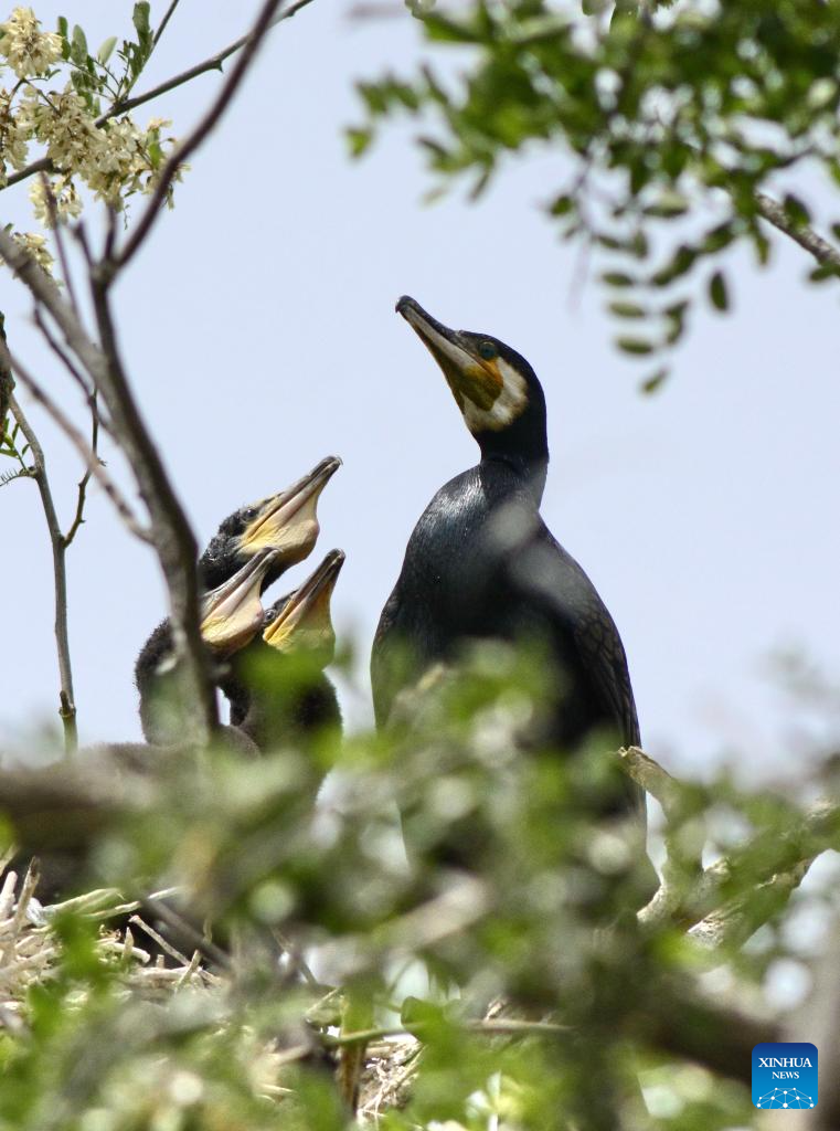 Local authorities take measures to create good habitat for birds in Beijing