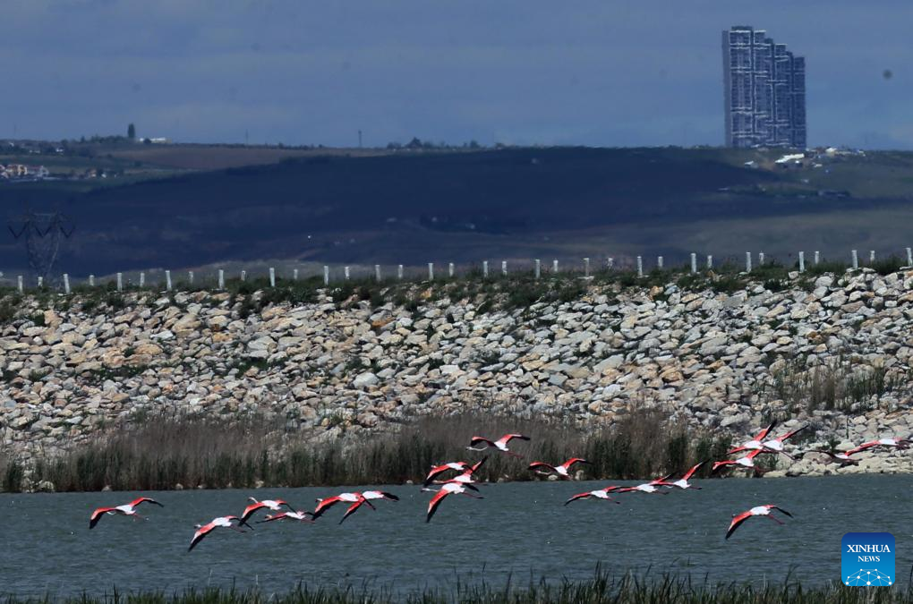 Feature: Türkiye's Ankara lakes welcome migratory birds