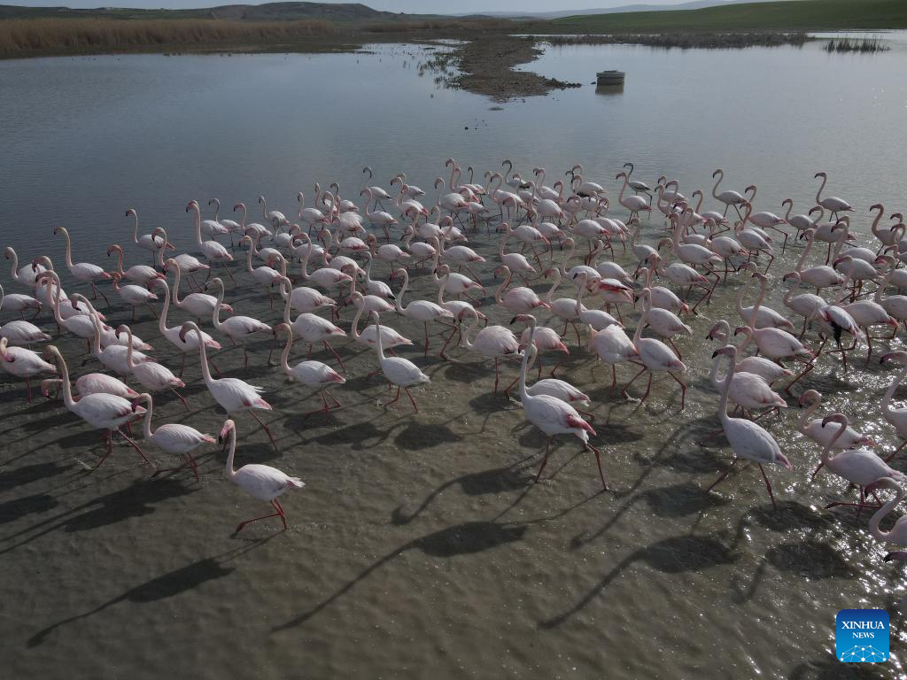 Feature: Türkiye's Ankara lakes welcome migratory birds