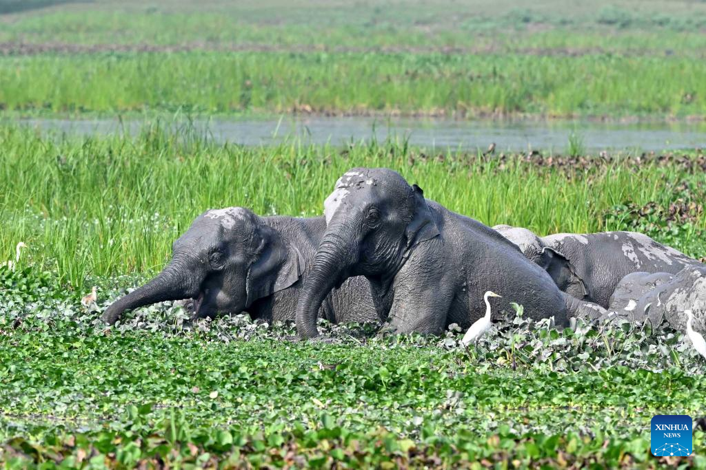 Asiatic elephants seen at Khamrenga wetland in India