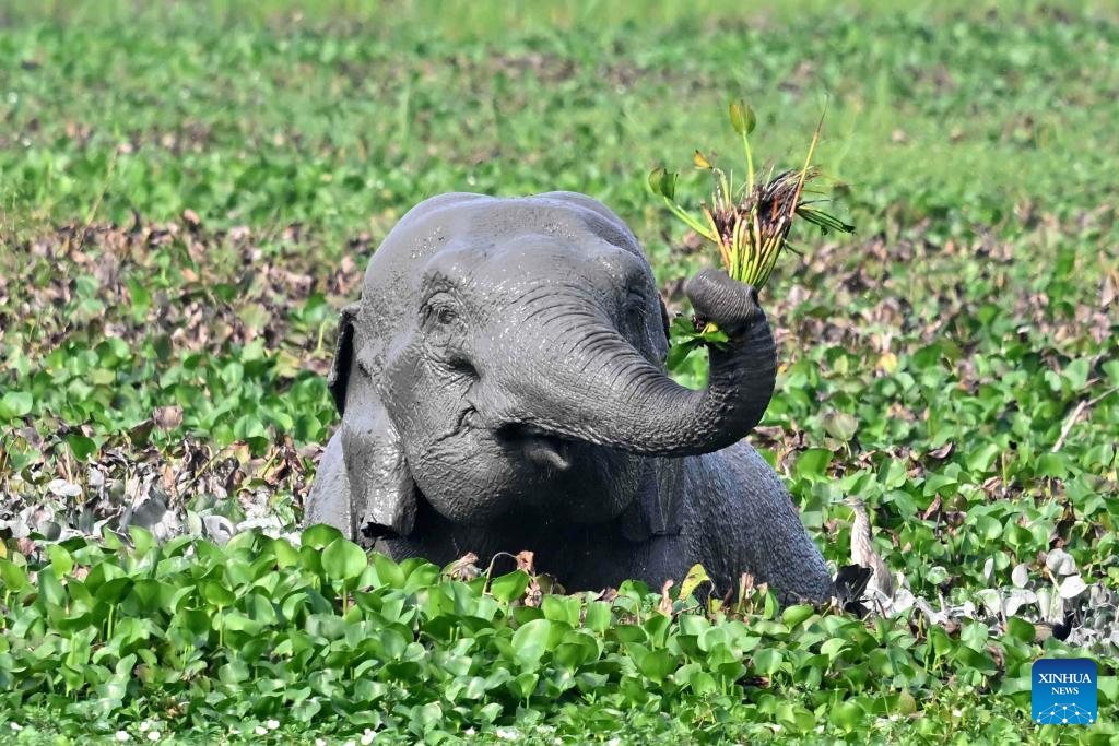 Asiatic elephants seen at Khamrenga wetland in India