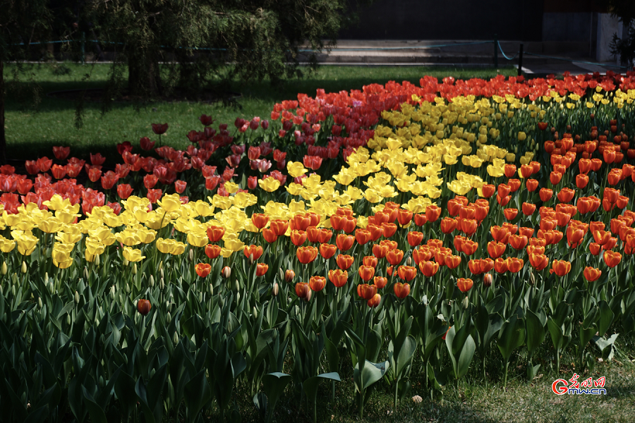 Tulip Festival held at Zhongshan Park, Beijing