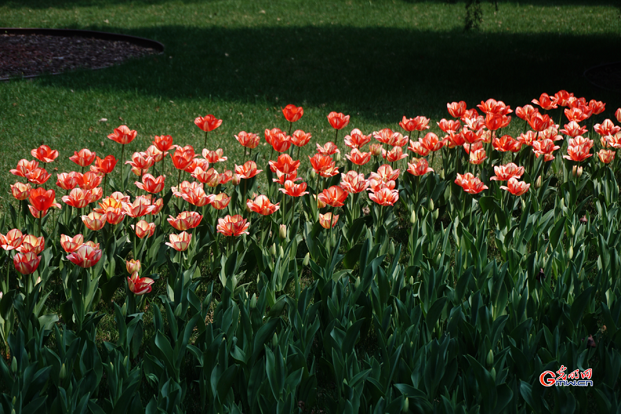 Tulip Festival held at Zhongshan Park, Beijing