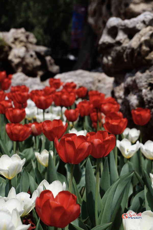 Tulip Festival held at Zhongshan Park, Beijing