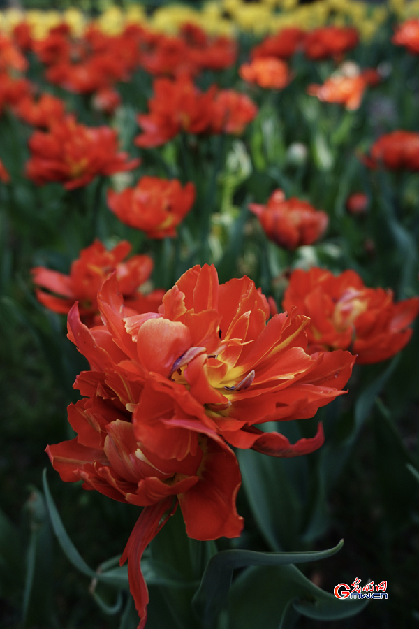 Tulip Festival held at Zhongshan Park, Beijing