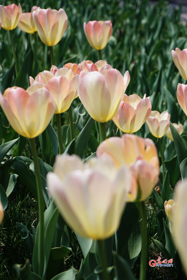 Tulip Festival held at Zhongshan Park, Beijing