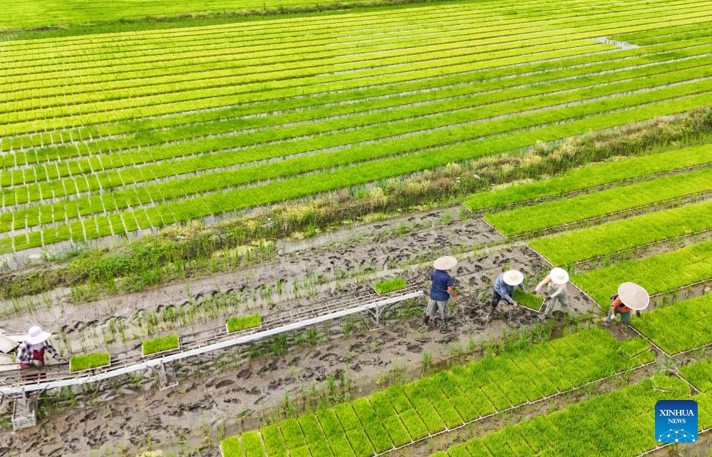 Young farmer uses modern technology to empower traditional agriculture in SW China