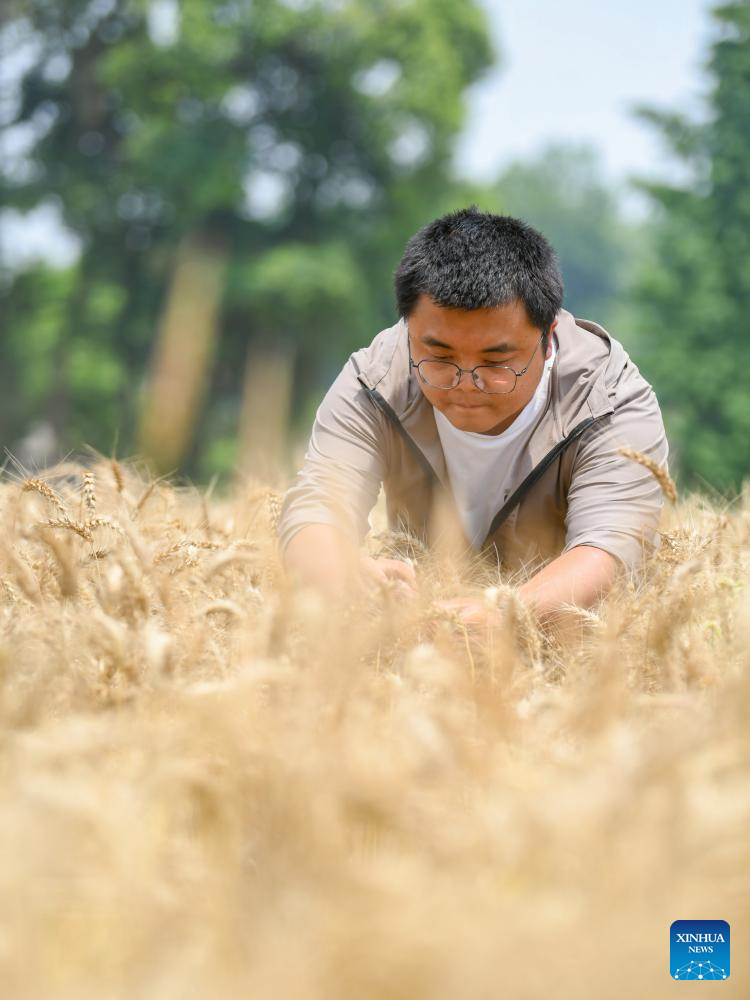 Young farmer uses modern technology to empower traditional agriculture in SW China