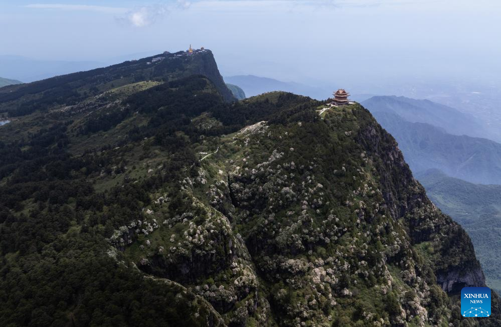 Scenery of azalea blossoms on summit of Mount Emei, SW China