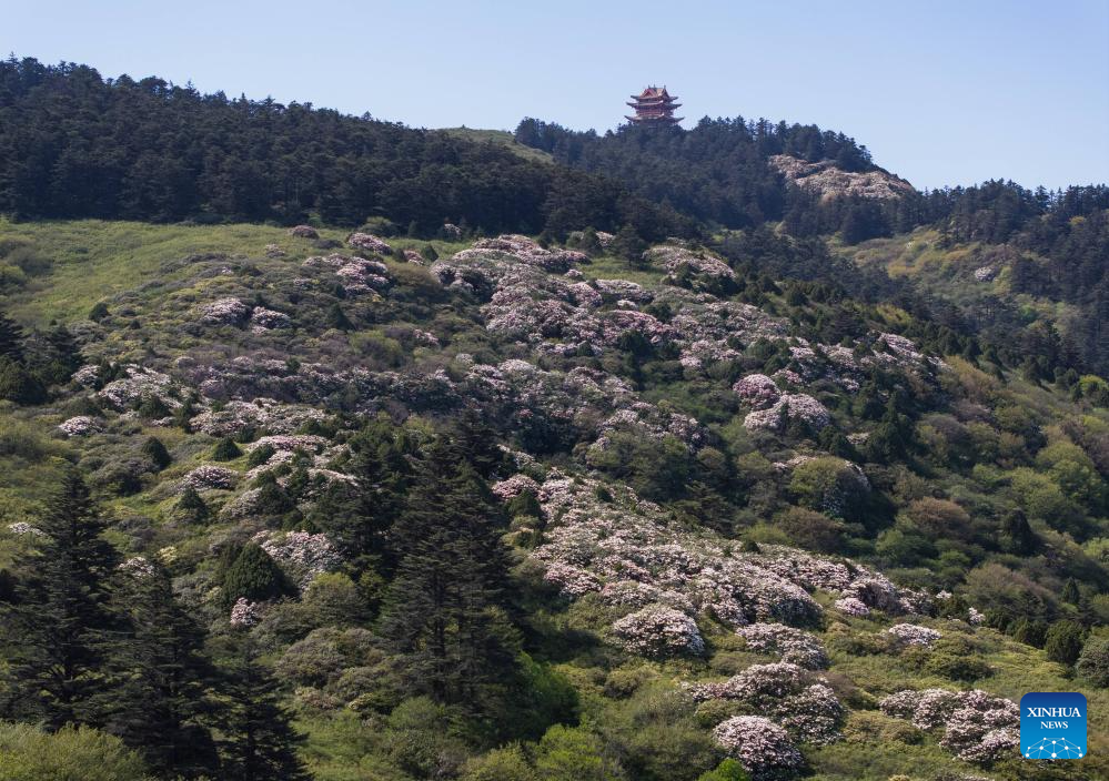 Scenery of azalea blossoms on summit of Mount Emei, SW China