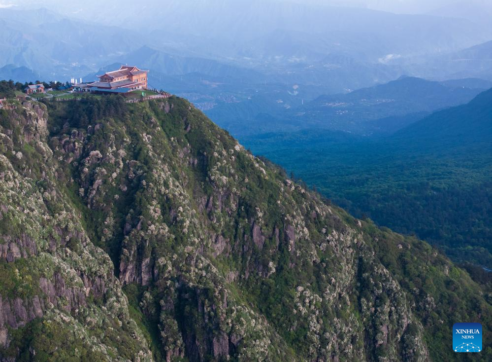 Scenery of azalea blossoms on summit of Mount Emei, SW China