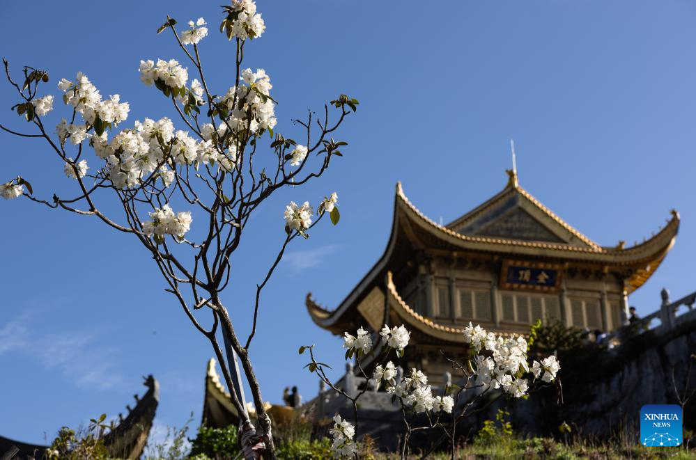 Scenery of azalea blossoms on summit of Mount Emei, SW China