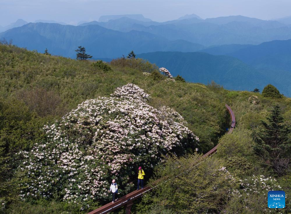 Scenery of azalea blossoms on summit of Mount Emei, SW China