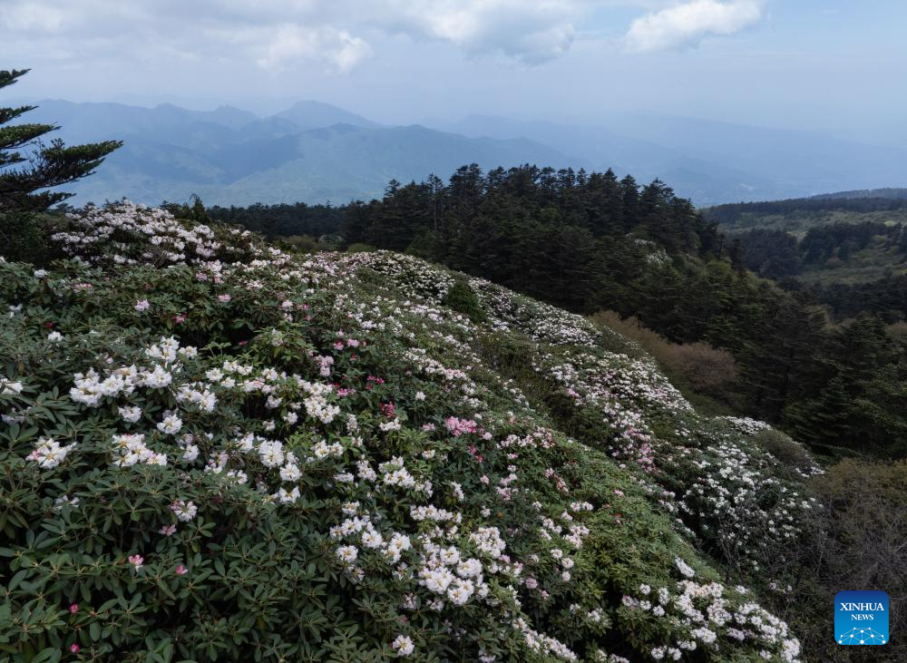 Scenery of azalea blossoms on summit of Mount Emei, SW China