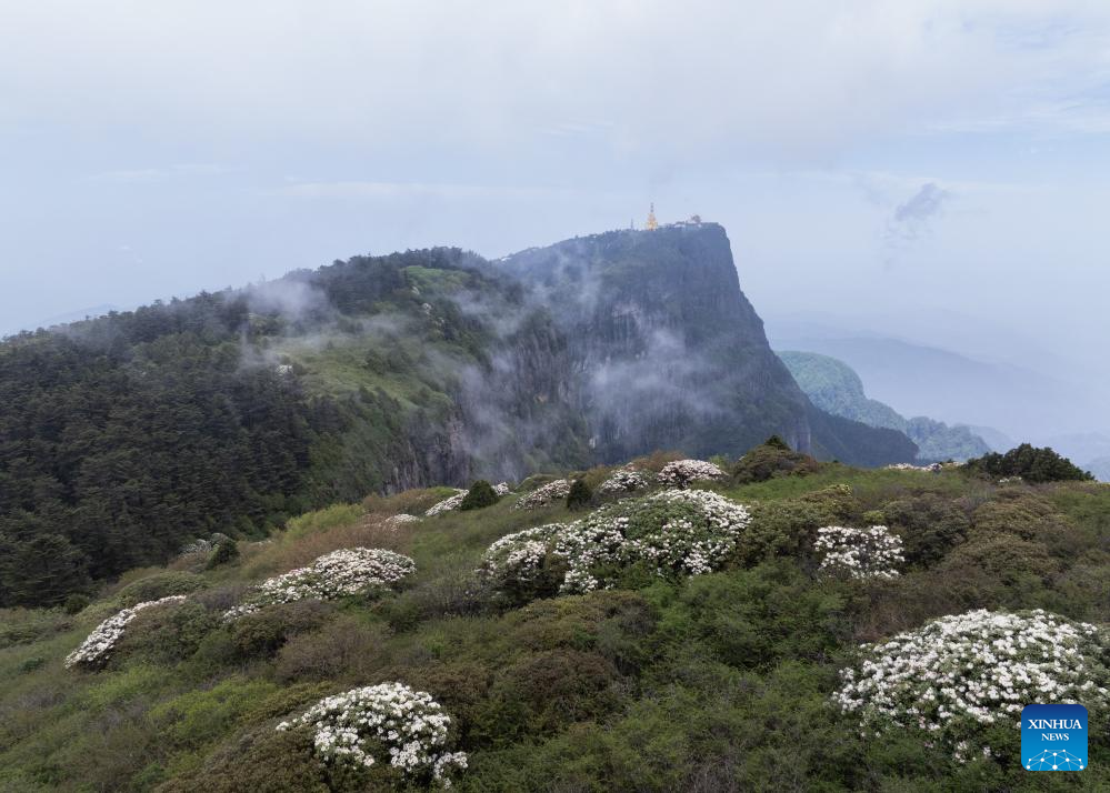 Scenery of azalea blossoms on summit of Mount Emei, SW China