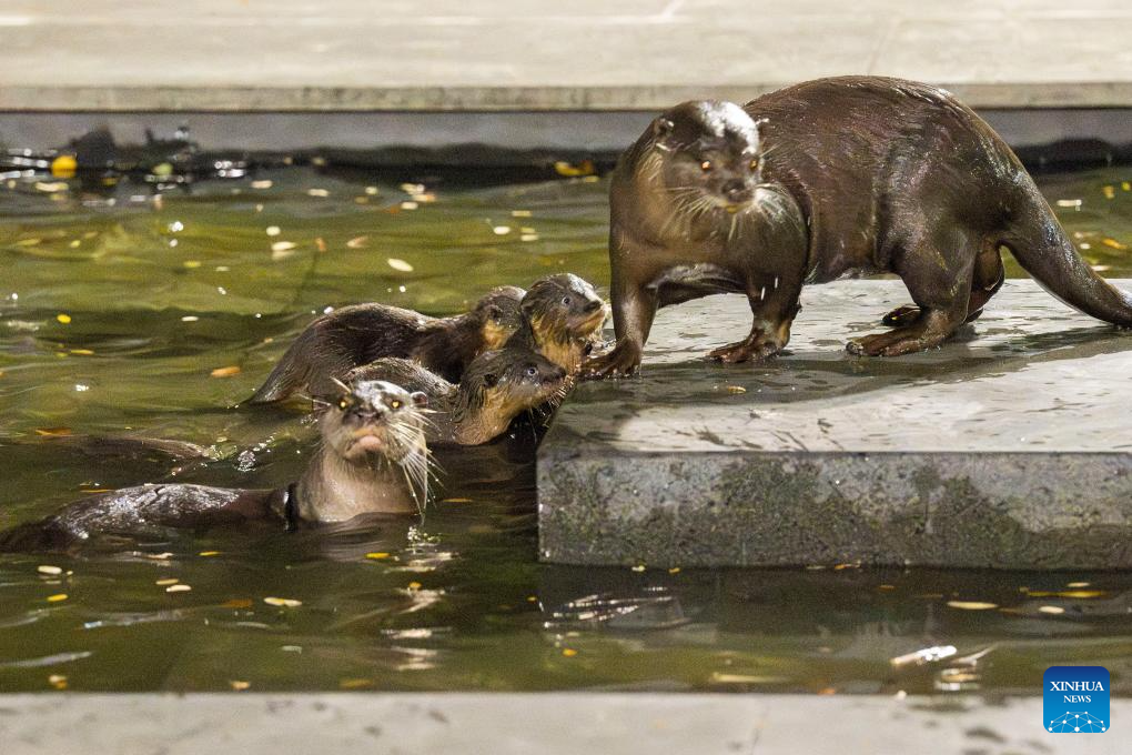 World Otter Day celebrated in Singapore