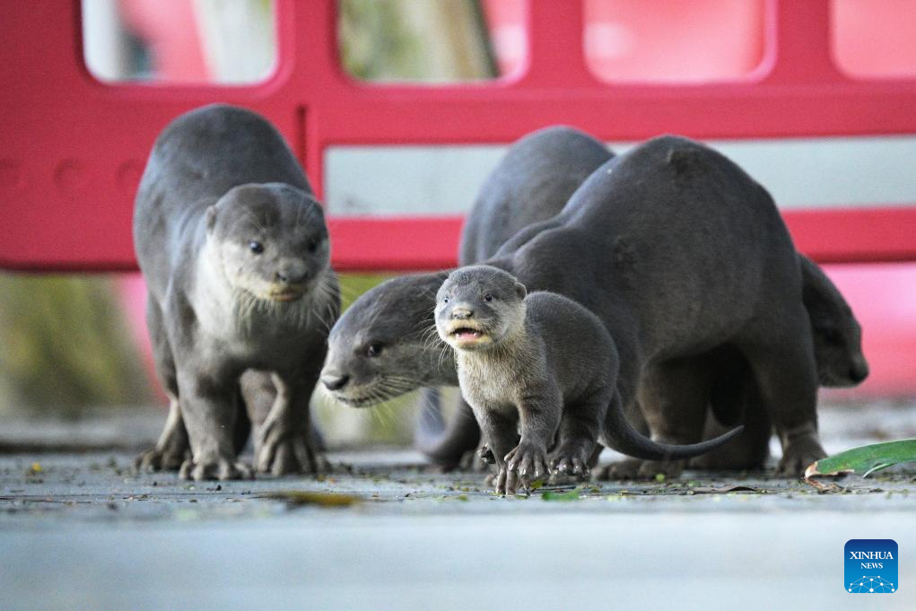 World Otter Day celebrated in Singapore