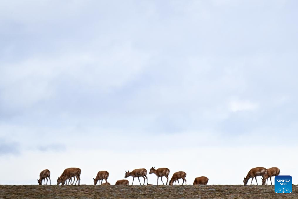 Peak season arrives for Tibetan antelope migration to Hoh Xil