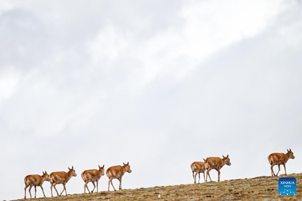 Peak season arrives for Tibetan antelope migration to Hoh Xil