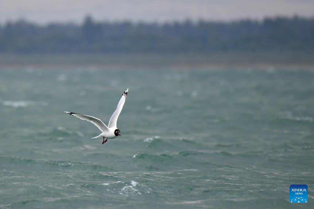 Hongjiannao Lake in China's Shaanxi important habitat, breeding place for relict gull