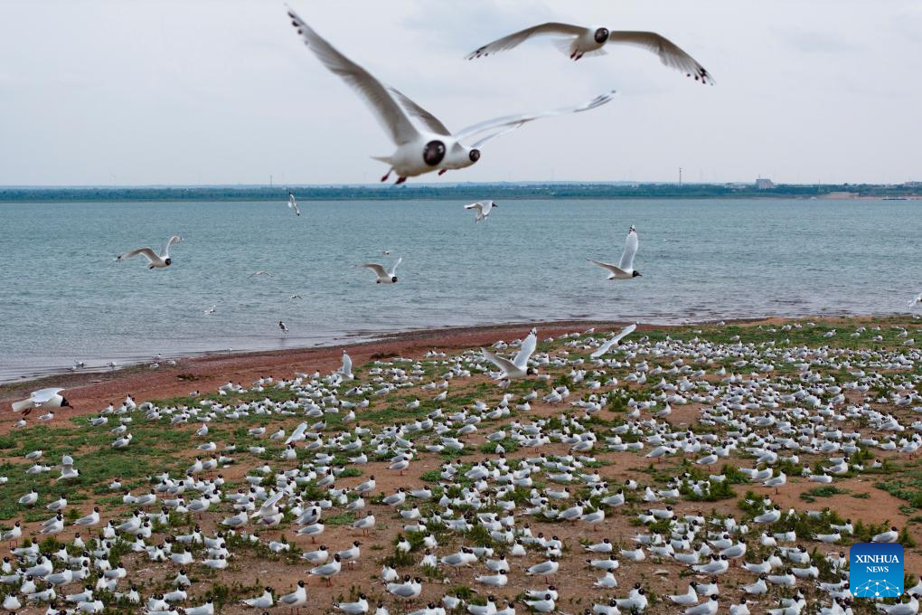 Hongjiannao Lake in China's Shaanxi important habitat, breeding place for relict gull