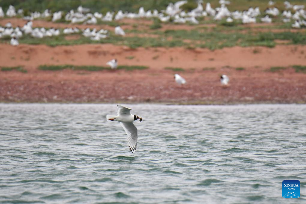 Hongjiannao Lake in China's Shaanxi important habitat, breeding place for relict gull