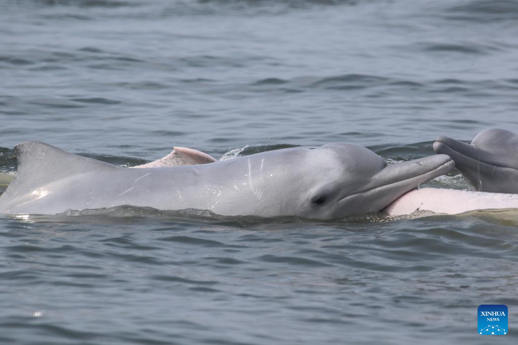 Pic story: deep bond between French scientist and Chinese white dolphins