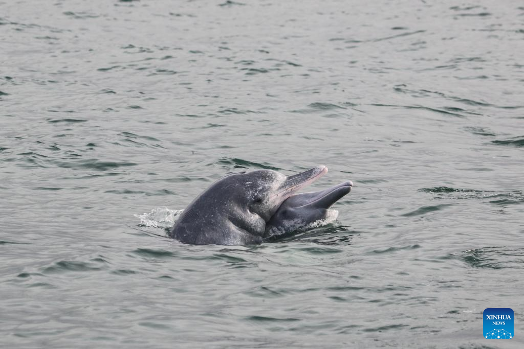 Pic story: deep bond between French scientist and Chinese white dolphins