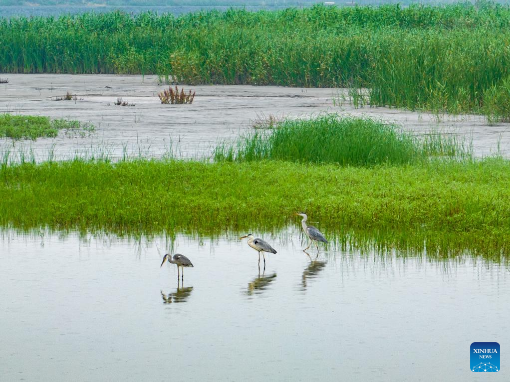 Scenery of tidal flat wetland along Qiantang River in Hangzhou