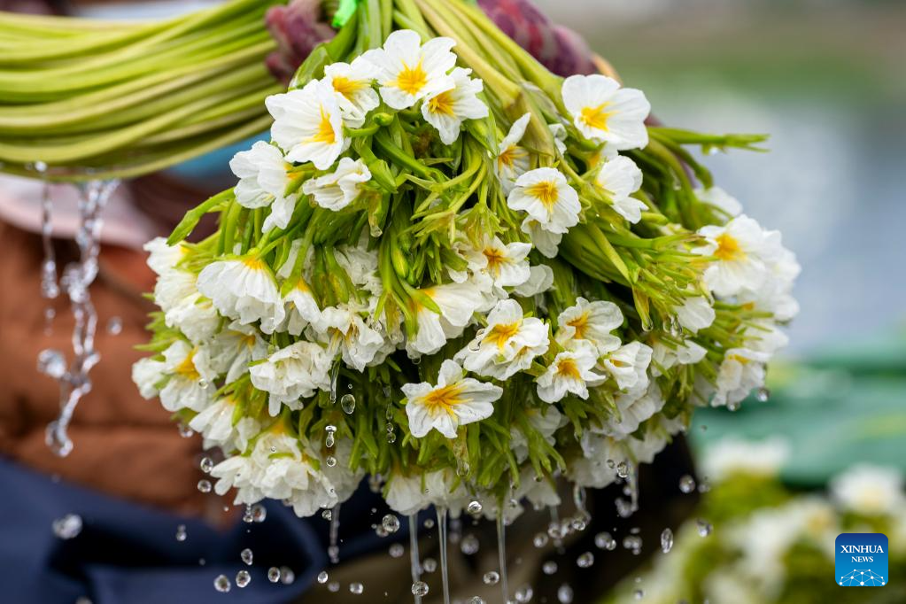 Ottelia acuminata flowers enter harvest season in Dali, SW China