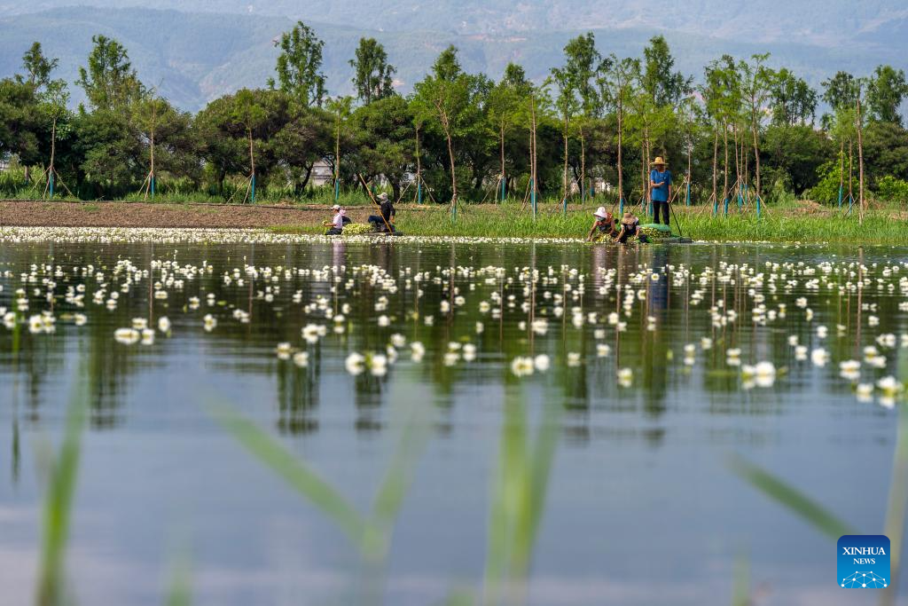 Ottelia acuminata flowers enter harvest season in Dali, SW China