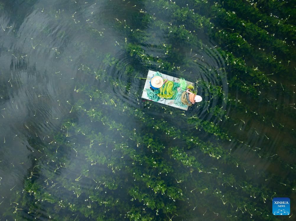 Ottelia acuminata flowers enter harvest season in Dali, SW China