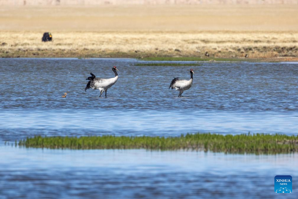 Black-necked cranes breed babies in wetlands in Xainza County, China's Xizang