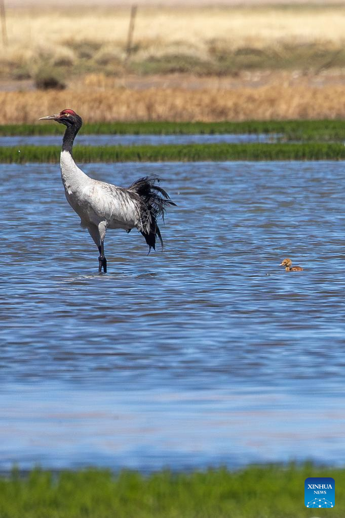 Black-necked cranes breed babies in wetlands in Xainza County, China's Xizang